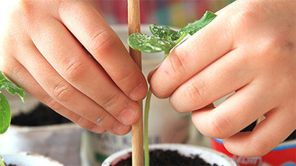 top-seeds-to-grow-with-children