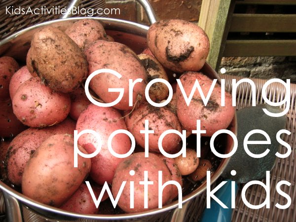 growing potatoes with children
